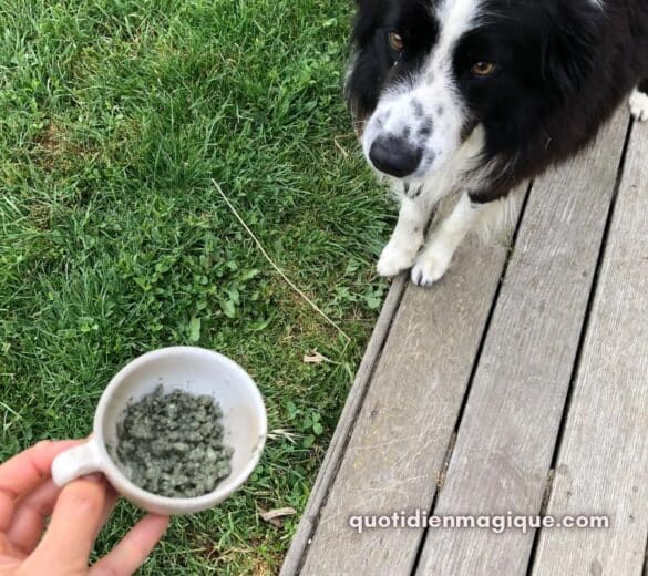 argile pour animaux argile pour animaux