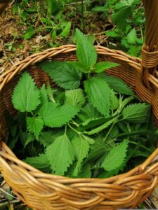 ortie solution naturelle anémie